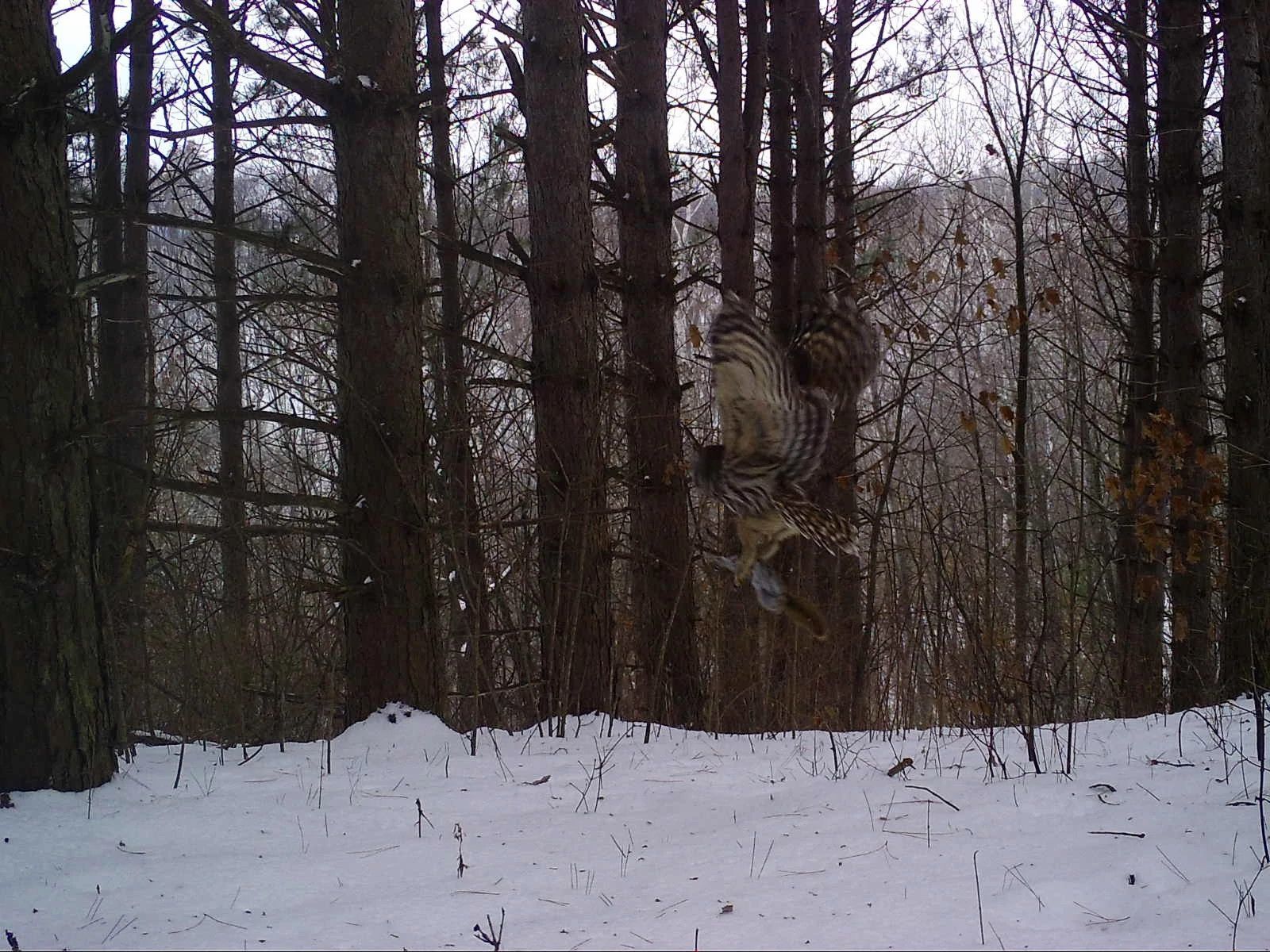 LaCrosse_Owl_with_Prey_SSWI000000016679867_Edit.jpg